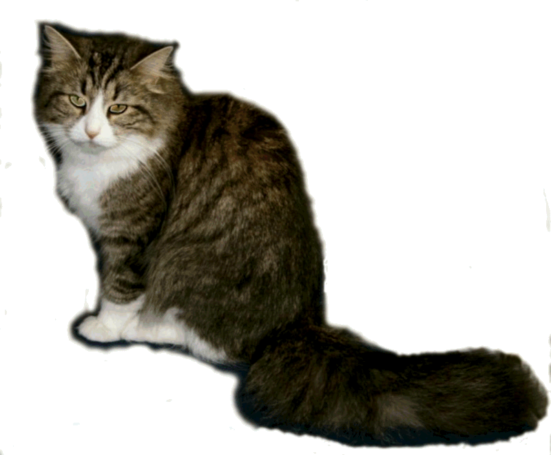 Geliebtes Dinchen, unsere erste Sibirische Katze